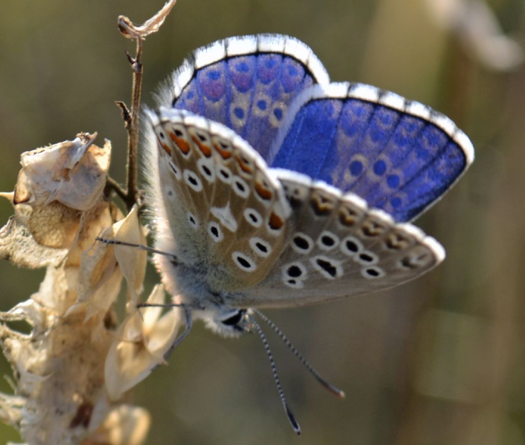 Polyommatus bellargus